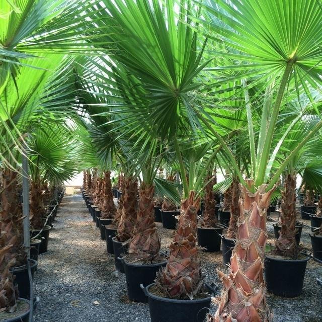 Washingtonia Palms