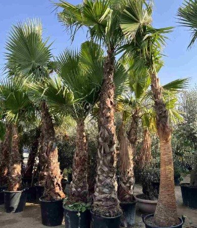 Date Palm